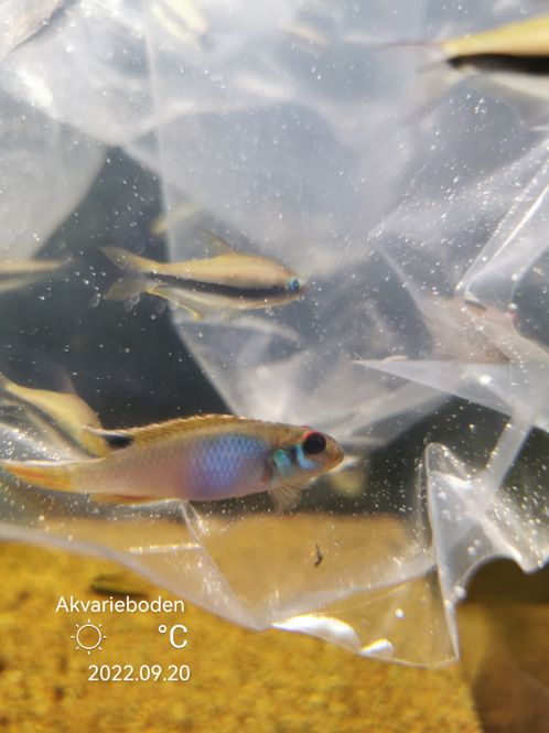 Hovedbilde Nanochromis Teugelsi 6-8cm