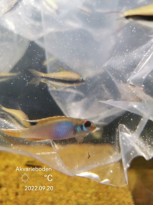 Nanochromis Teugelsi 6-8cm