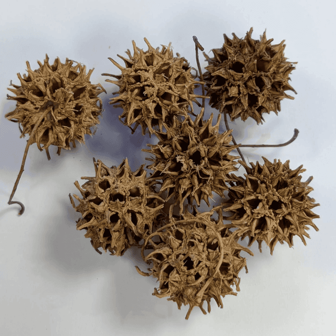 Hovedbilde AB Sweetgum-kongler