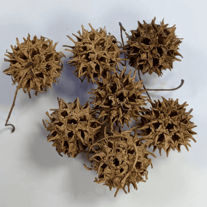 AB Sweetgum-kongler