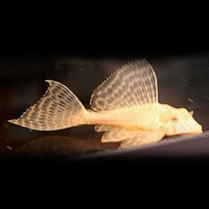 Hovedbilde Pterygoplichthys  Gibbiceps Albino