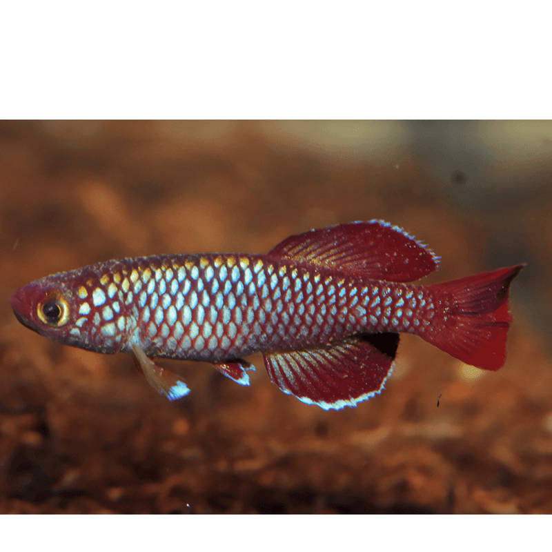 Nothobranchius korthausae red