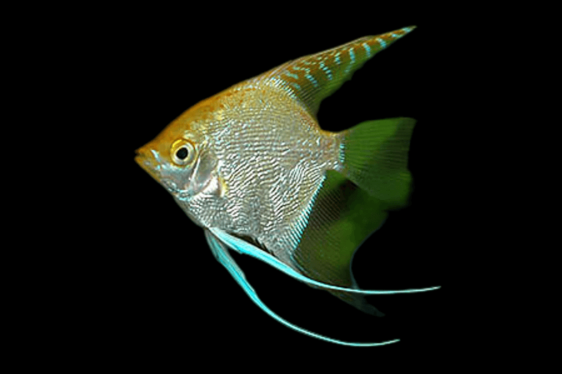 PTEROPHYLLUM SCALARE GOLD 3-4cm