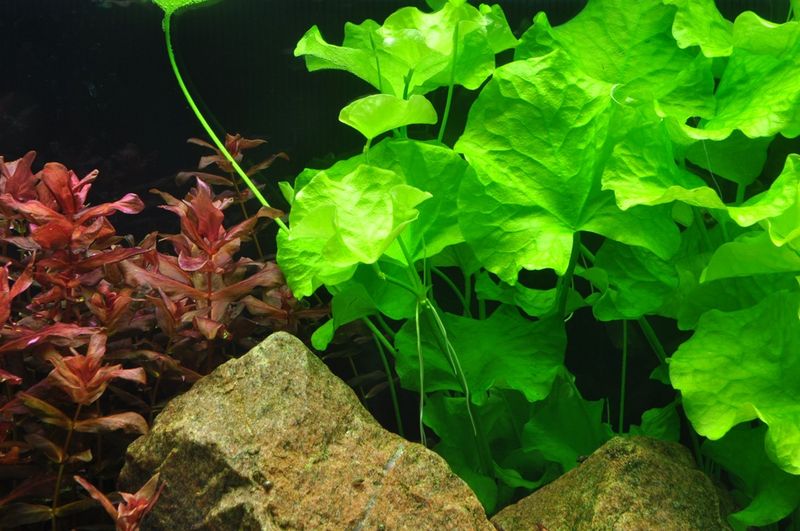 Nymphoides hydrophylla 'Taiwan' 1-2 Grow