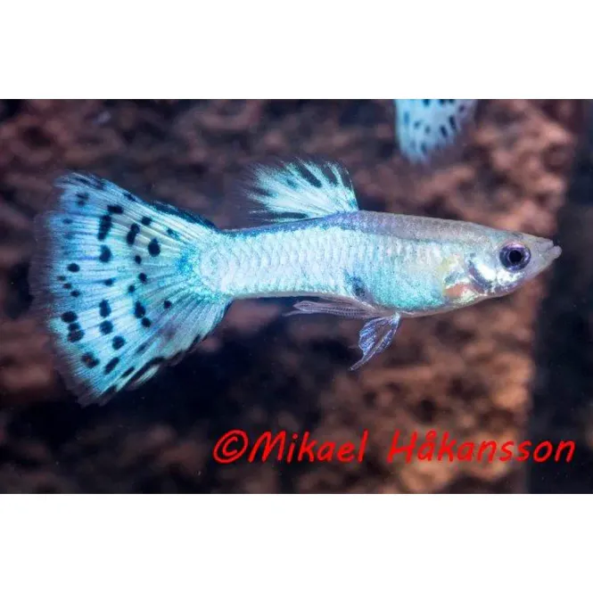 Hovedbilde Guppy Hann Turcos Diamant 