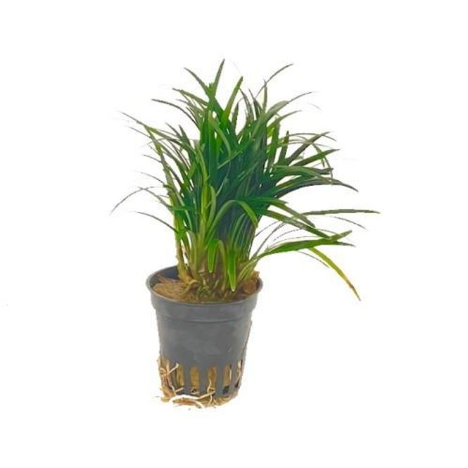 Hovedbilde Ophiopogon kyoto (Terrarie plante)