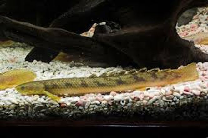 Hovedbilde Polypterus palmas 8cm