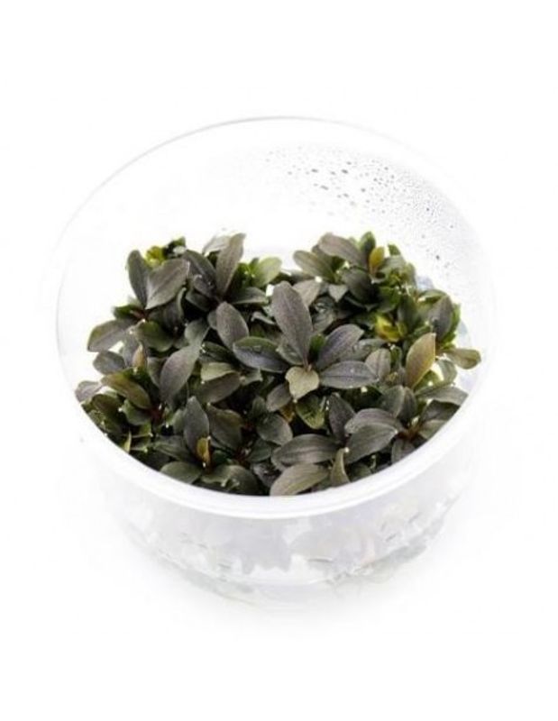 Bucephalandra sp. Mini red invitro