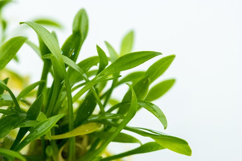 Cryptocoryne parva 1-2 Grow