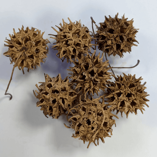 Hovedbilde AB Sweetgum-kongler