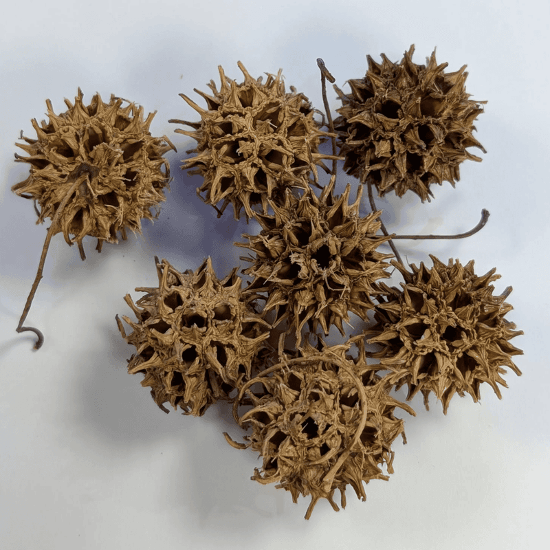 AB Sweetgum-kongler