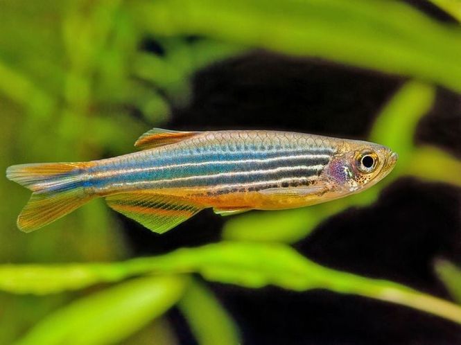 Hovedbilde Danio Kyathit XXL