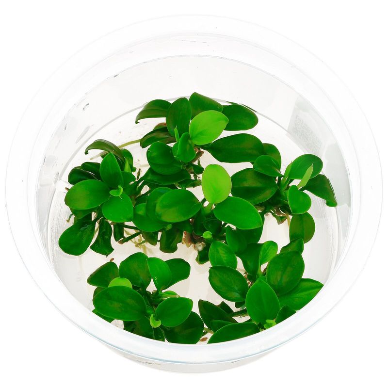 Anubias Nana Bonsai Invitro