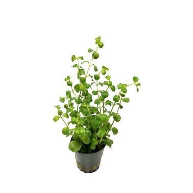Hovedbilde Lysimachia nummularia (green)