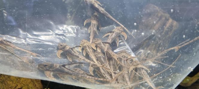 Hovedbilde Lamontichthys llanero VF 