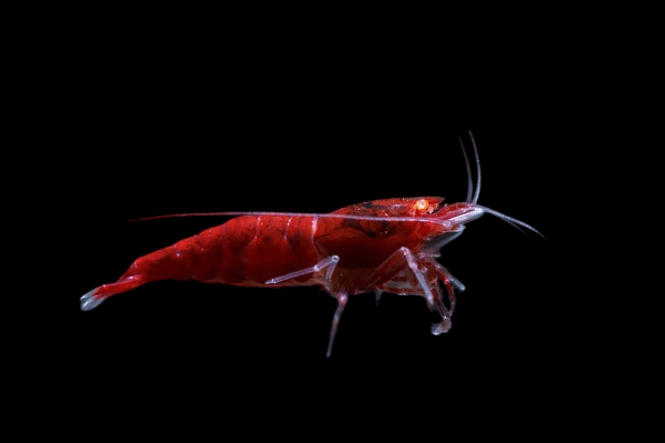 Hovedbilde Red Devil Orange Eye Caridina 