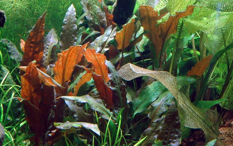 Cryptocoryne wendtii 'Mi Oya' 1-2 Grow