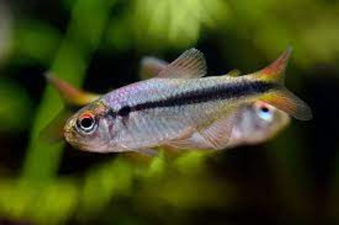 Hovedbilde Hyphessobrycon cyanotaenia Lapis Tetra 