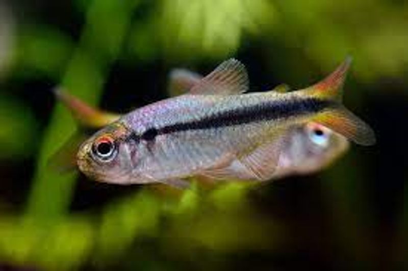 Hyphessobrycon cyanotaenia Lapis Tetra 