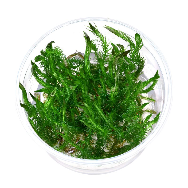 Mayaca Fluviatilis Santarem Red Invitro  (meget sjelden)