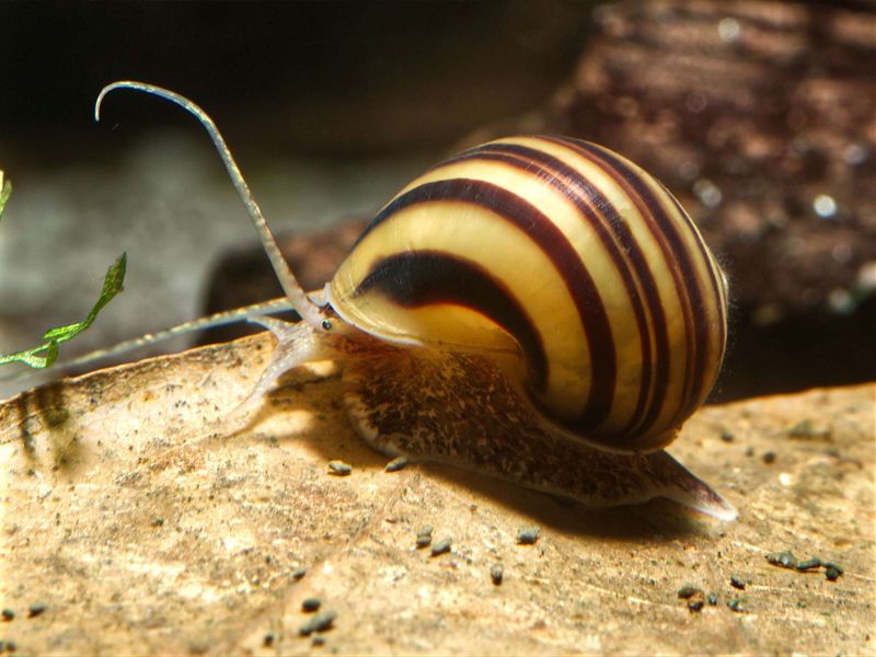 Asolene spixii Snegle Medium