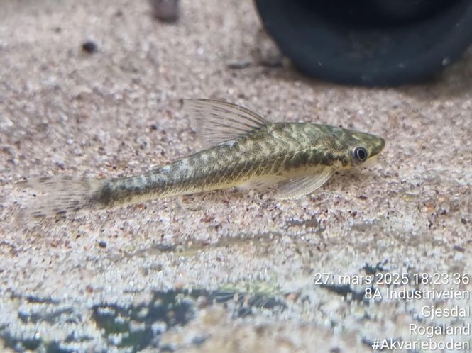 Hovedbilde Hypoptopoma CF Guianense VF 