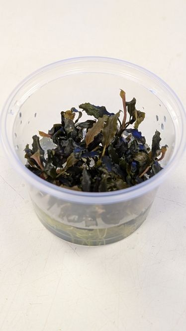 Hovedbilde Bucephalandra Biblis Red Invitro