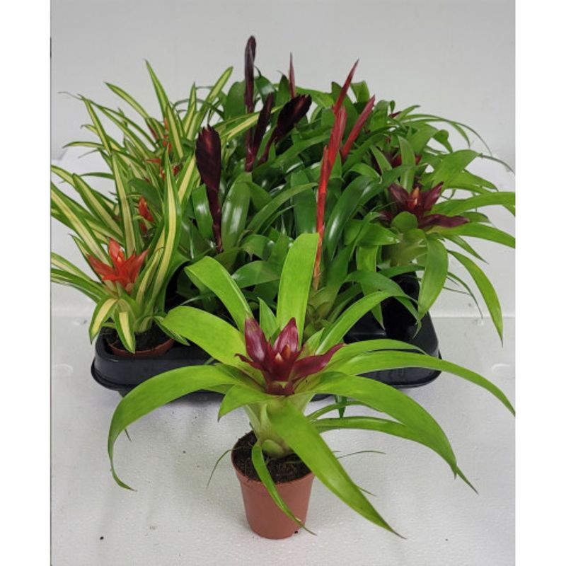 Bromelia mix 