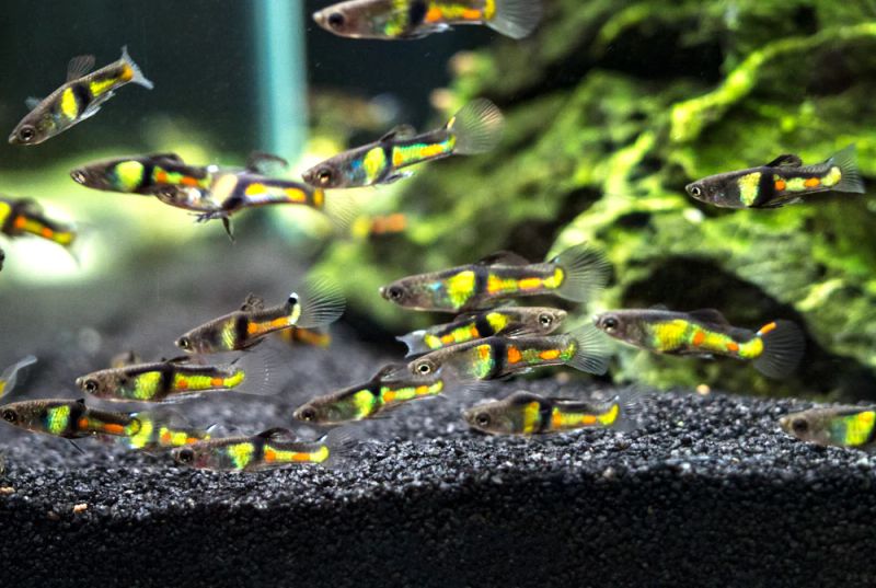 Poecilia Wingei El Tigre Endlers Par 