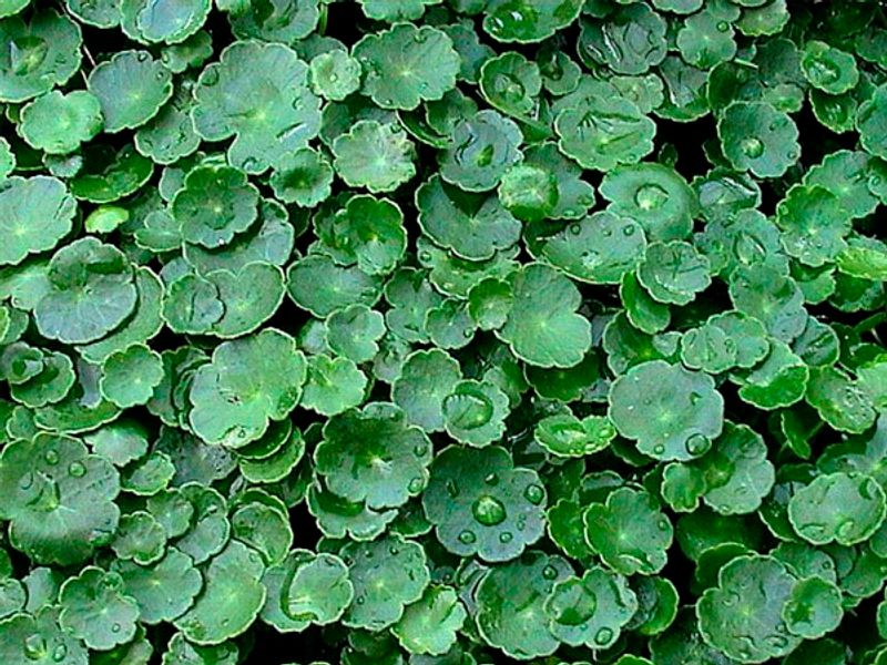 Hydrocotyle verticillata / Vulgaris 