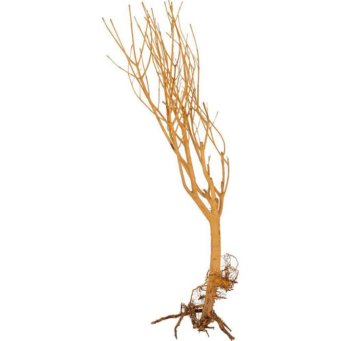 Hovedbilde Slim Tree Small 15-20cm