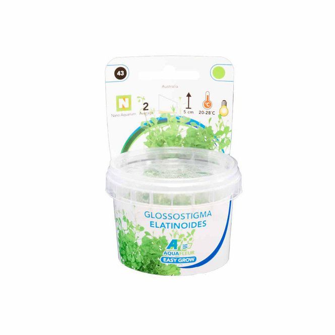 Hovedbilde Easy Grow  Glossostigma Elatinoides Invitro