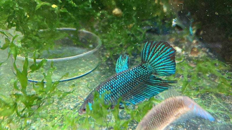 Betta mahachaiensis f1 par 