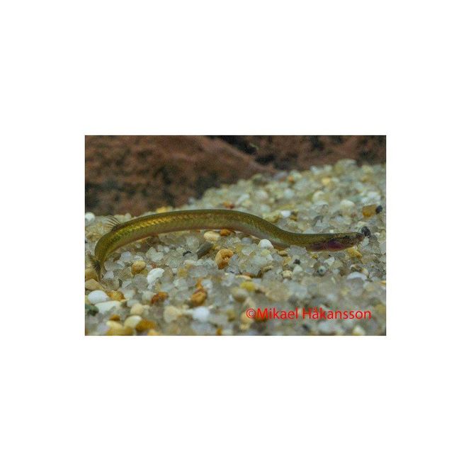 Hovedbilde Pangio anguillaris 