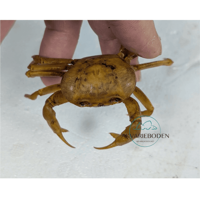 Hovedbilde Terrathelphusa kuhli Banana Krabbe M/L