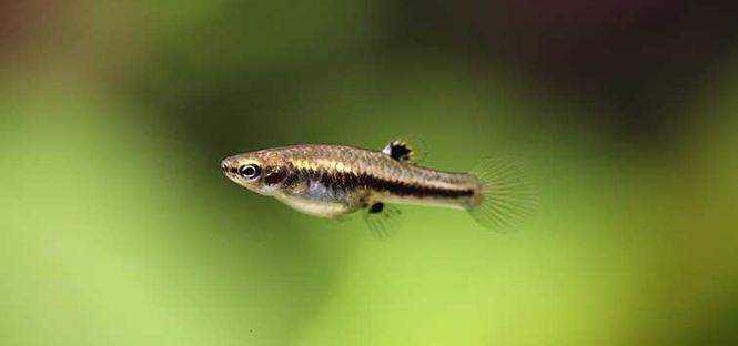 Hovedbilde Heterandria formosa 