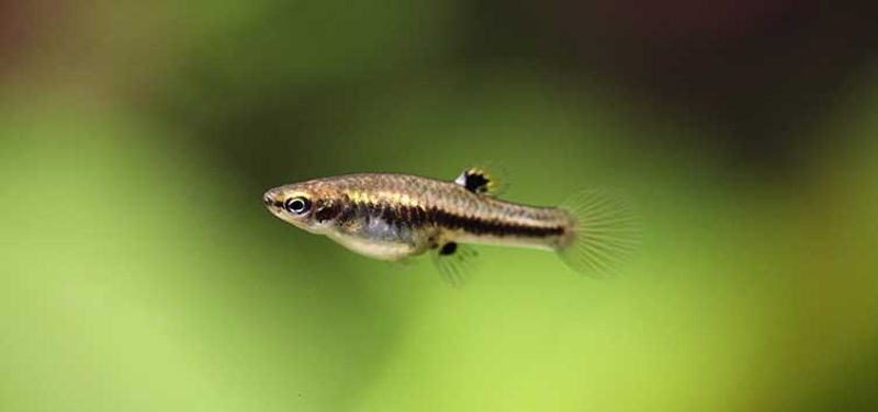 Heterandria formosa 