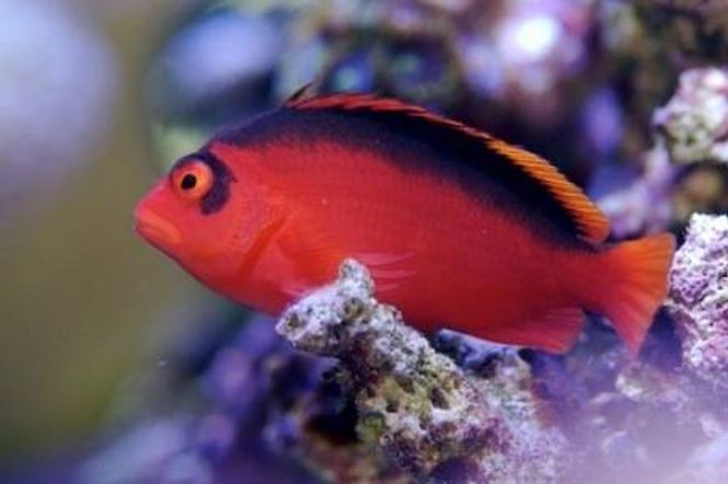 Hovedbilde Flame Hawk Fish 