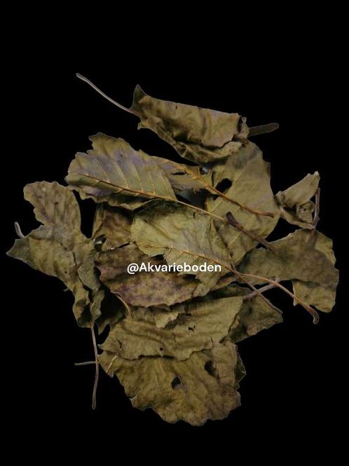 Hovedbilde Black alder leaves  ca 10stk