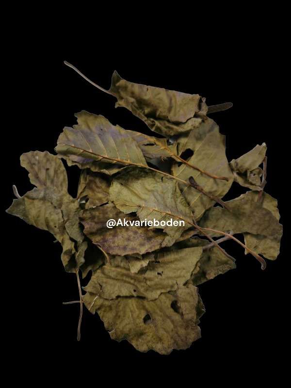 Black alder leaves  ca 10stk
