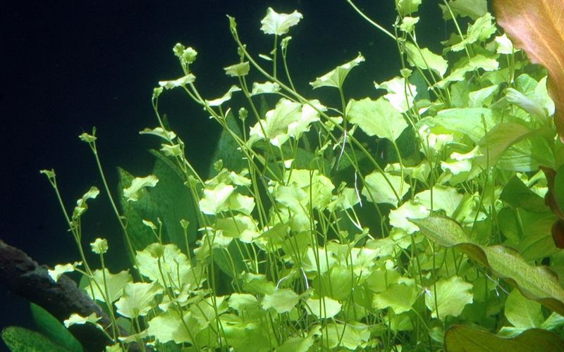 Cardamine lyrata - Potte
