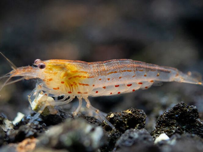 Hovedbilde Amano Reke Gold 