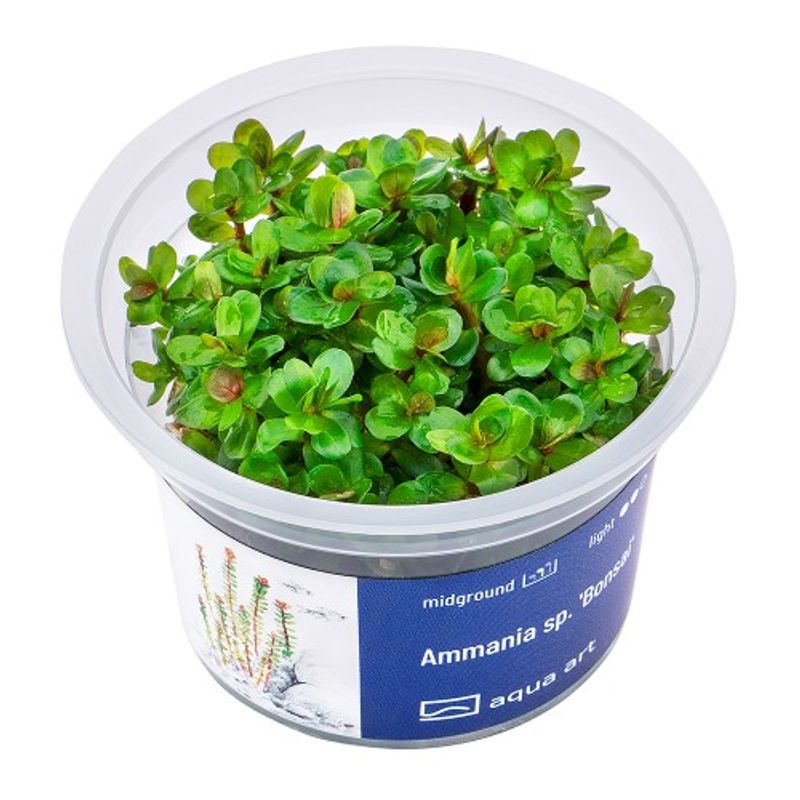 Aqua Art Invitro Ammania sp.'Bonsai'