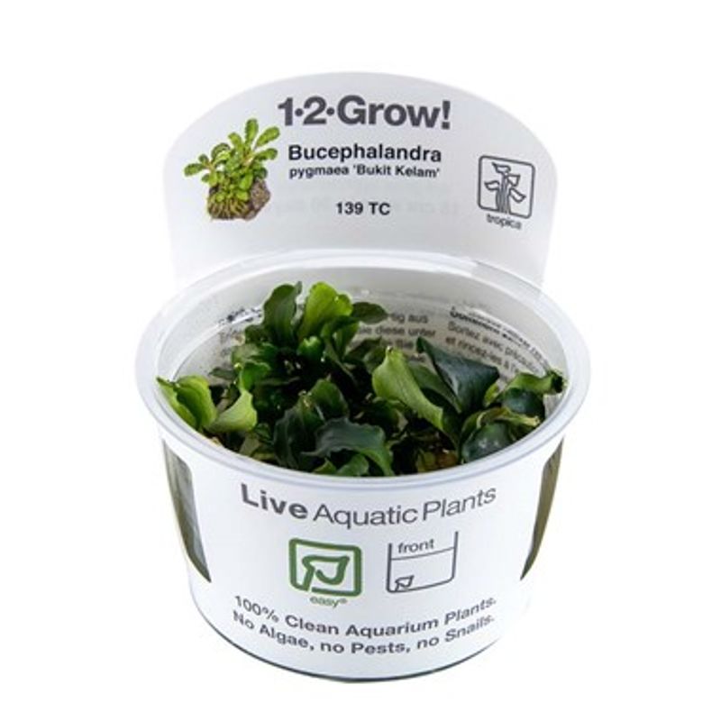 Bucephalandra pygmaea 'Bukit Kelam'