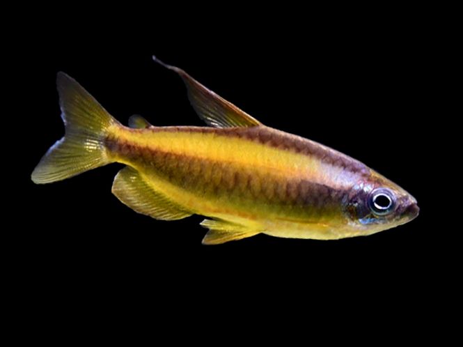 Hovedbilde Phenacogrammus aurantiacus Golden Kongo Tetra 