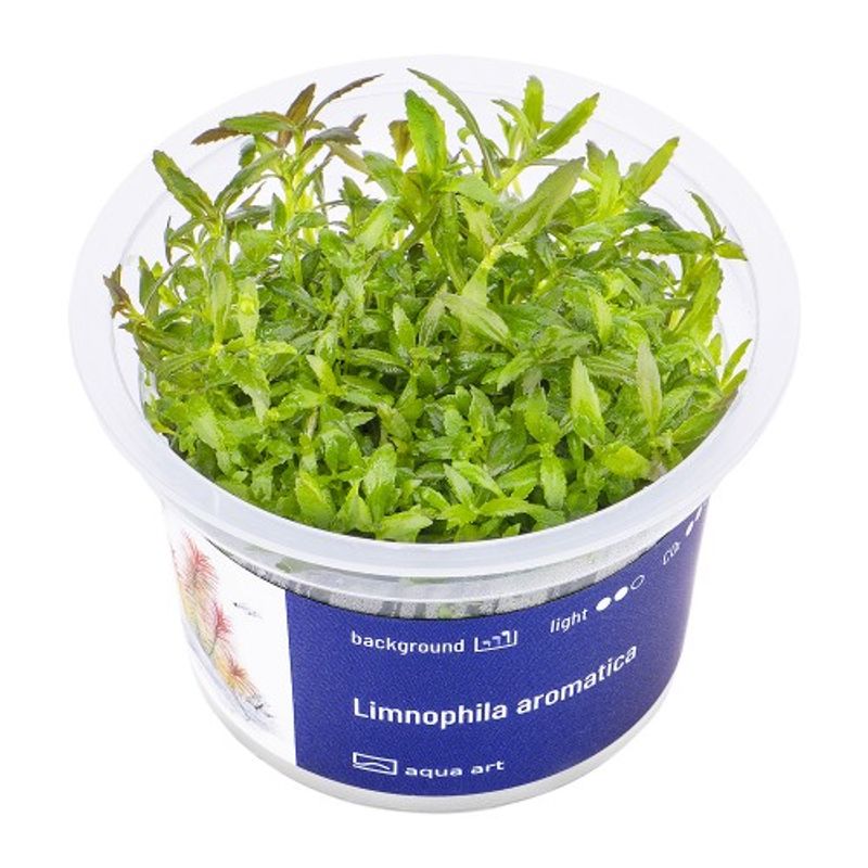 Aqua-Art Invitro Limnophila aromatica