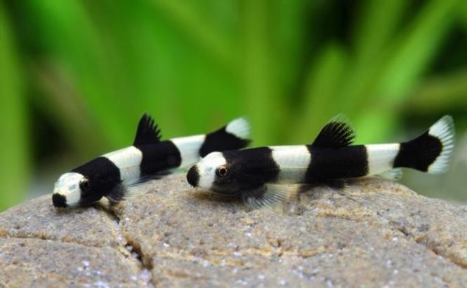 Hovedbilde Yaoshania pachychilus Panda Loach