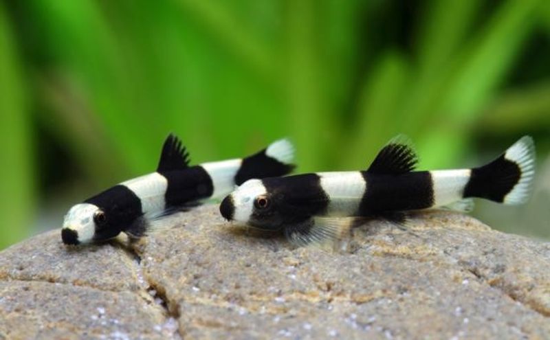 Yaoshania pachychilus Panda Loach