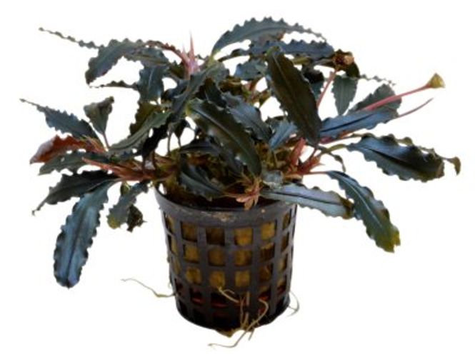 Hovedbilde  BUCEPHALANDRA BIBLIS  Akvarieplante