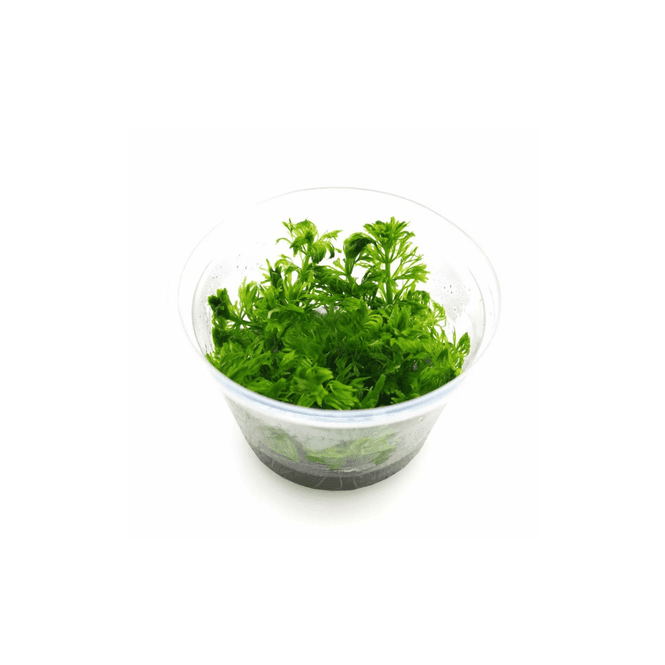 Hovedbilde Limnophila Hetrophylla Invitro